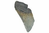 Partial Fossil Megalodon Tooth - Serrated Edge #277424-1